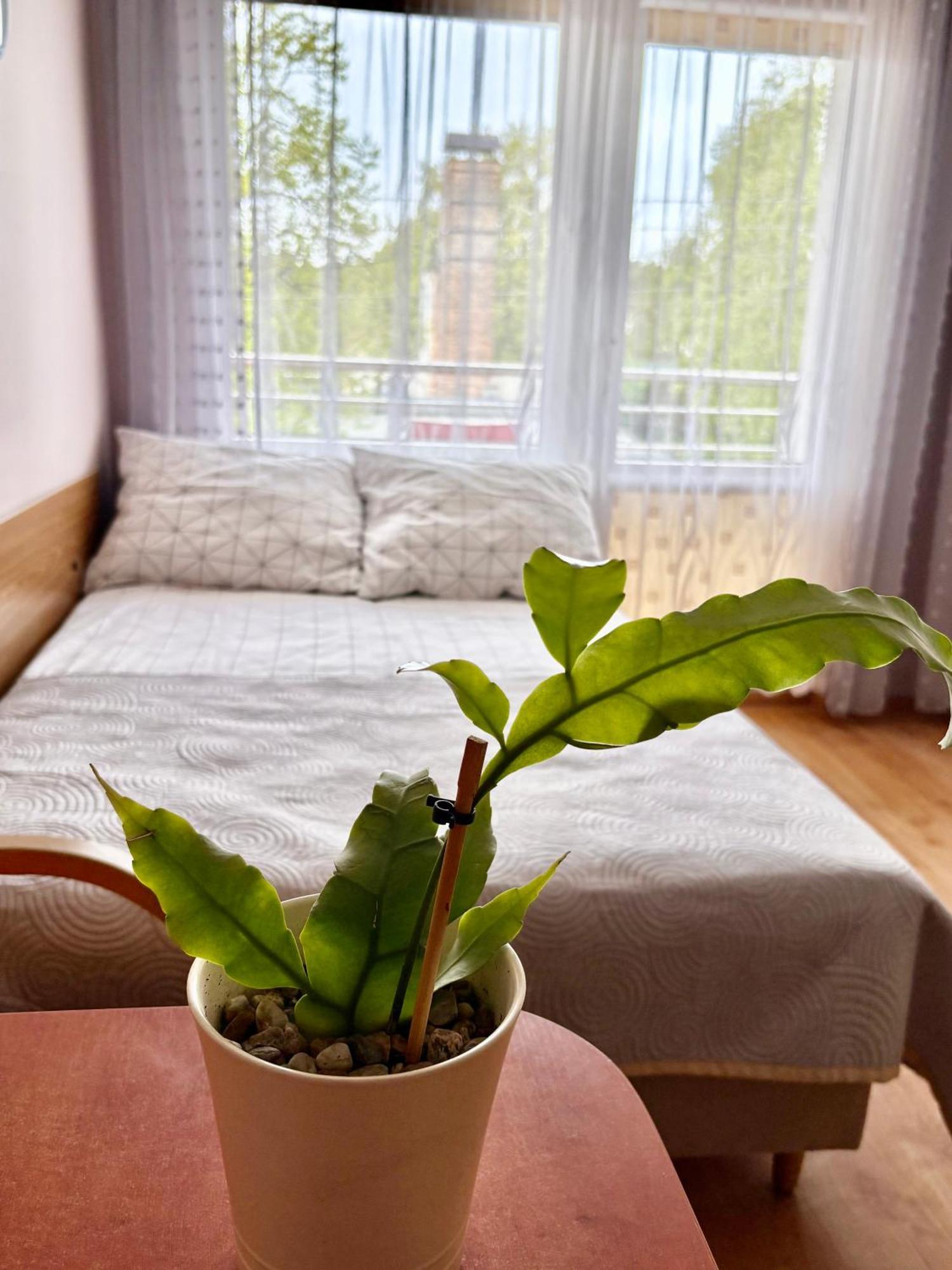Fonica Bed & Breakfast เวบา ภายนอก รูปภาพ